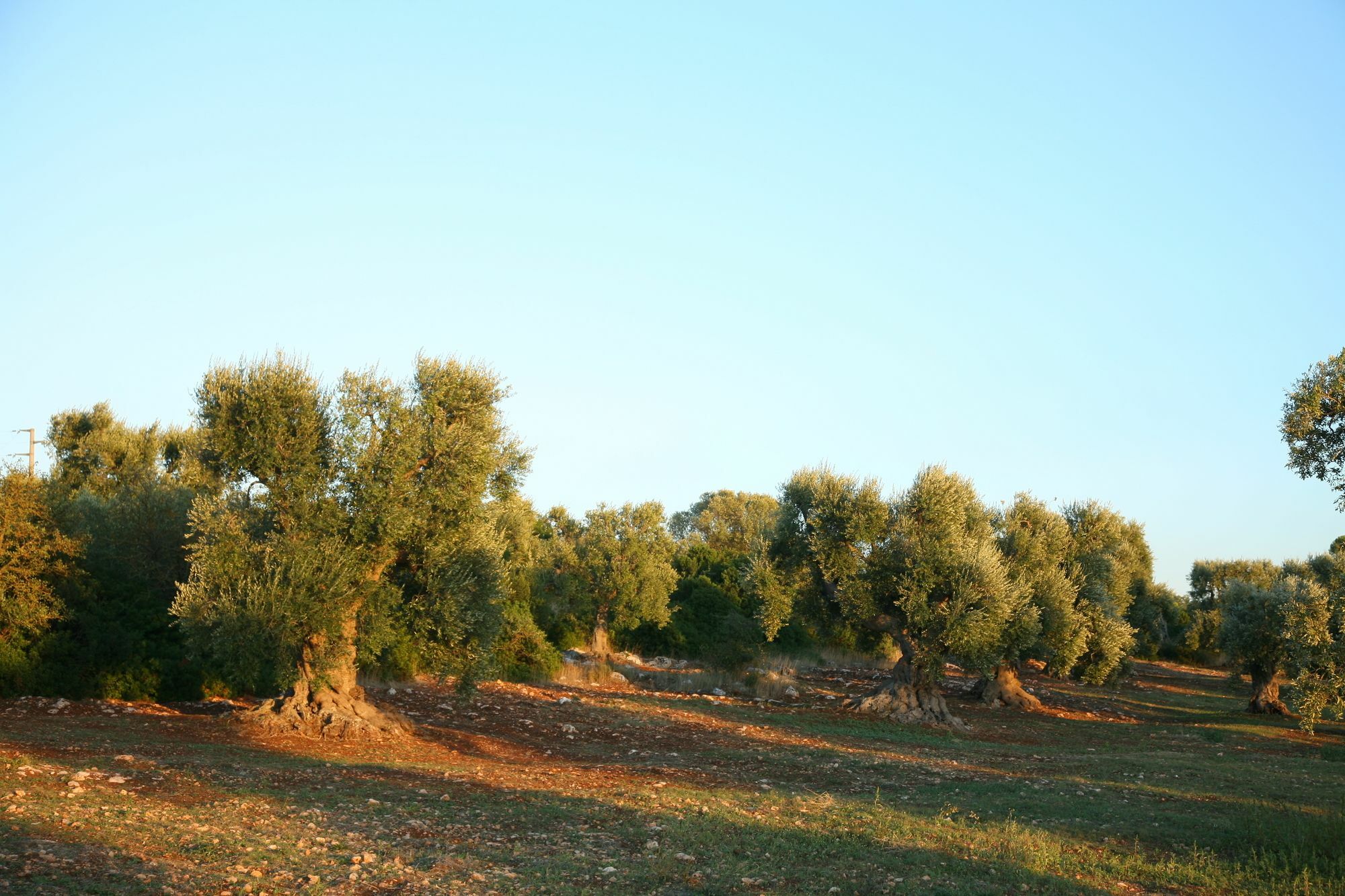 Masseria Montecchie Ceglie Messapica Exterior foto